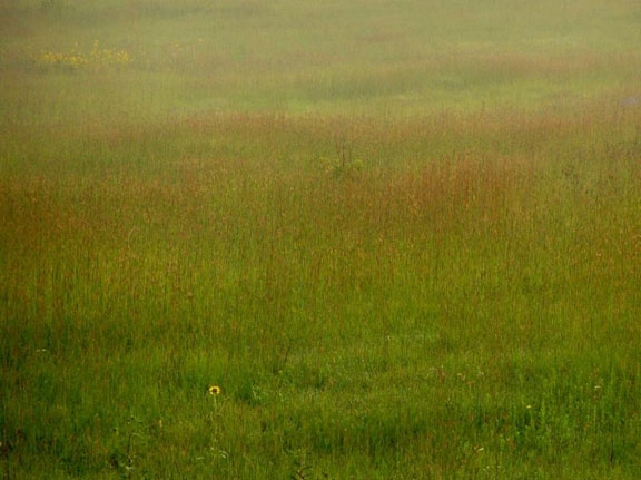 Blooming Prairie, Homestead National Monument