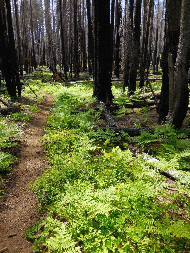 Mount Adams Wilderness