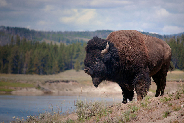 Bison in Yellowstone