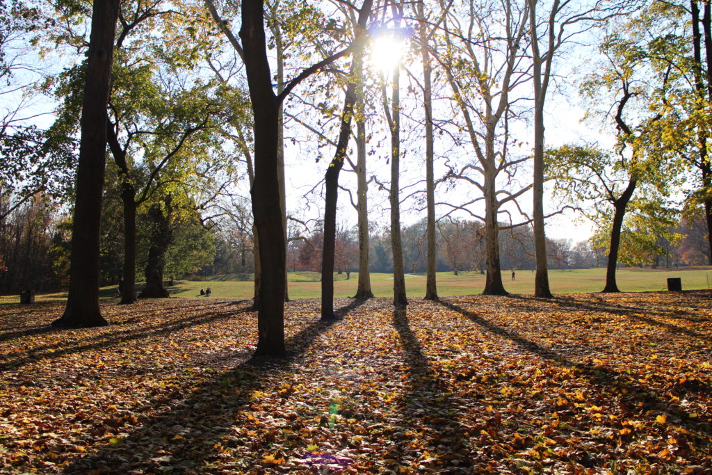 Sun shines through trees in late fall